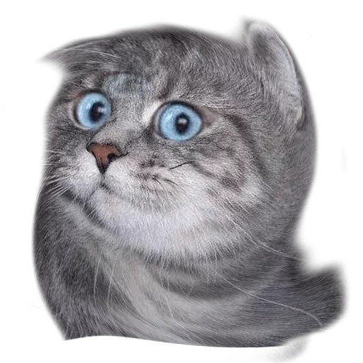 Стикер удивленный кот