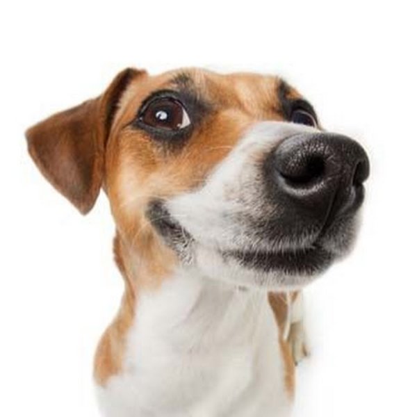 Ху Тао маленькая Чиби