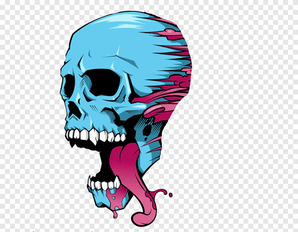 Череп без заднего фона