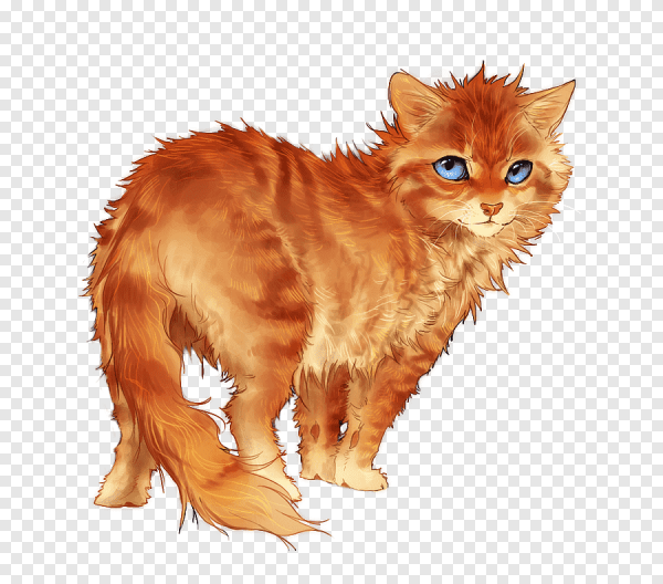 Рыжий кот арт коты Воители