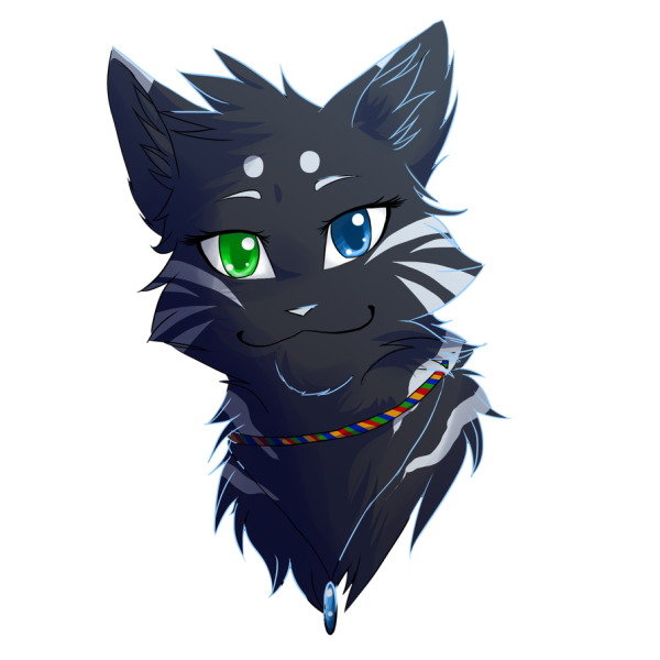 Коты Воители чёрнолапка