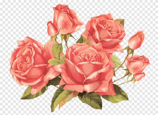 Цветы на прозрачном фоне