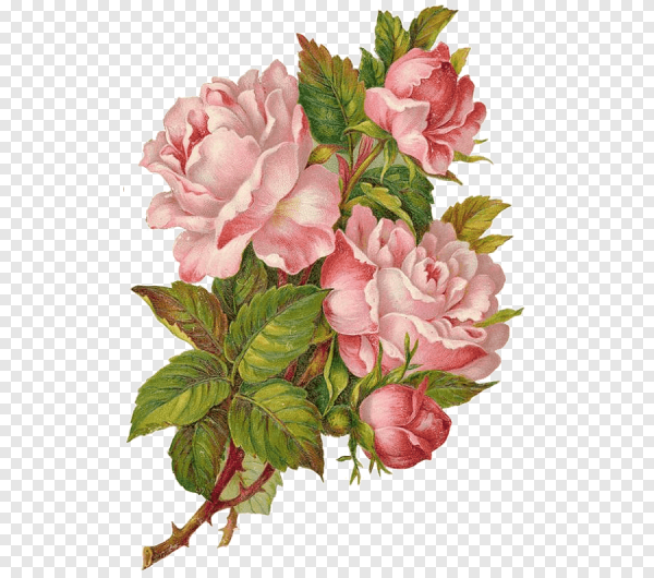 Винтажные розы