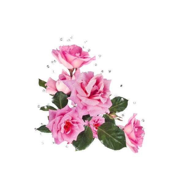 Цветы на прозрачном фоне для фотошопа