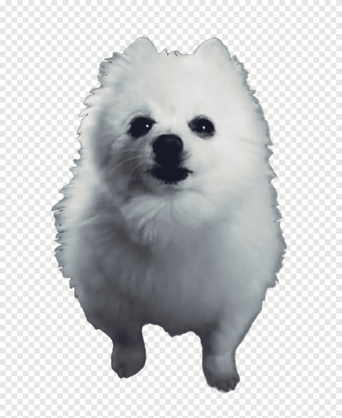 Померанский шпиц