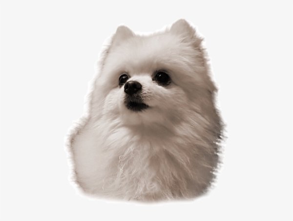 Белый шпиц Мем