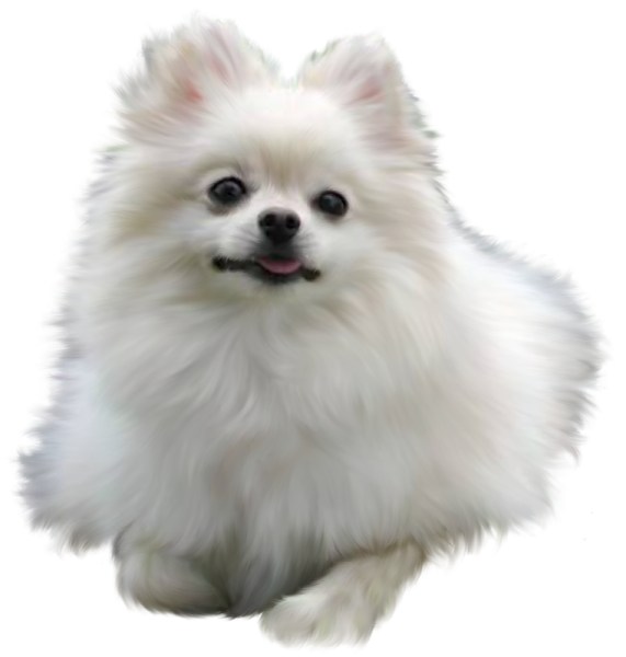 Шпиц мультяшный