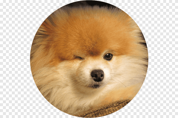 Кавайный щенок