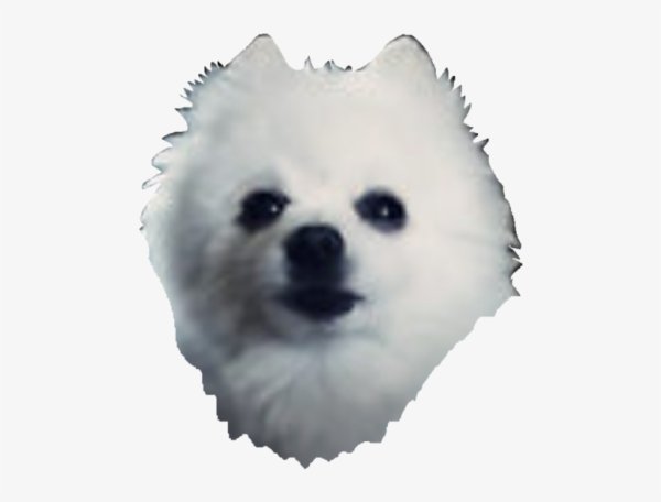 Шпиц мультяшный