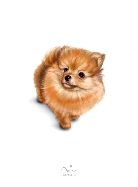 Померанский шпиц