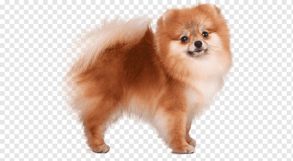 Шпиц на белом фоне