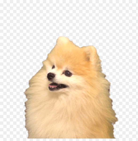 Стикеры шпиц