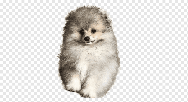 Стикеры шпиц