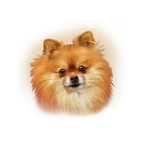 Померанский шпиц на прозрачном фоне