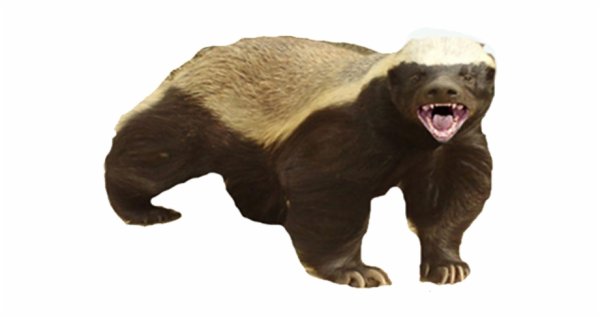 Злой барсук