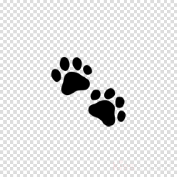 Кошачья лапа на белом фоне