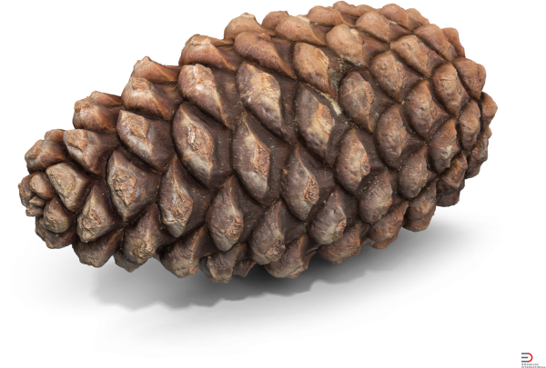 Шишки на прозрачном фоне