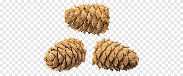 Кедровая шишка клипарт