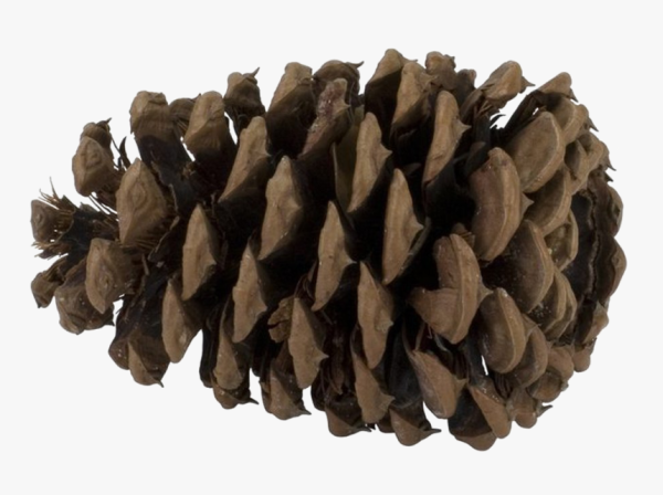 Еловая шишка на прозрачном фоне