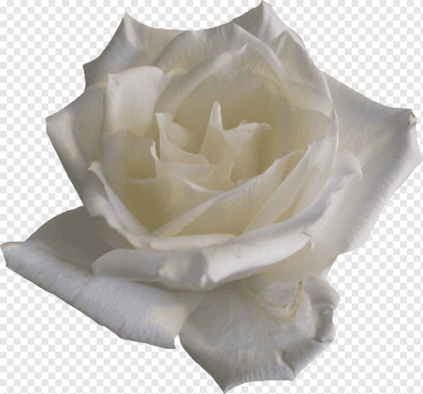 Белые розы на прозрачном фоне