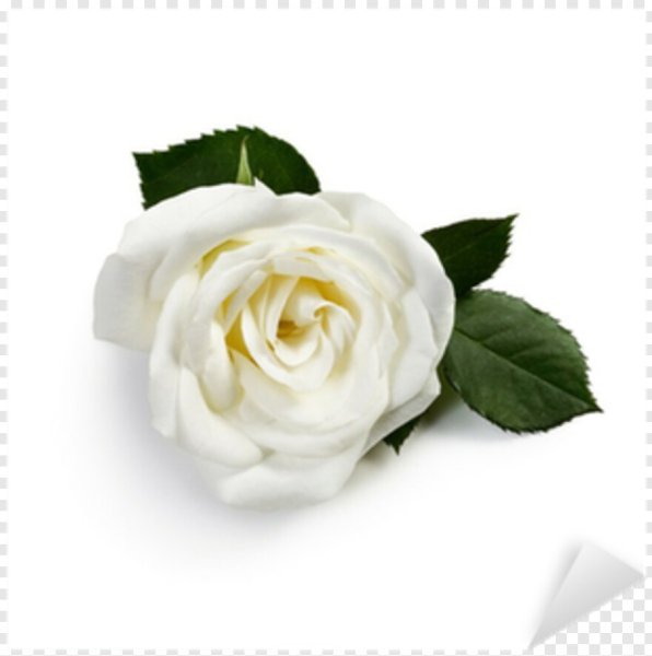 Белая роза на Светлом фоне