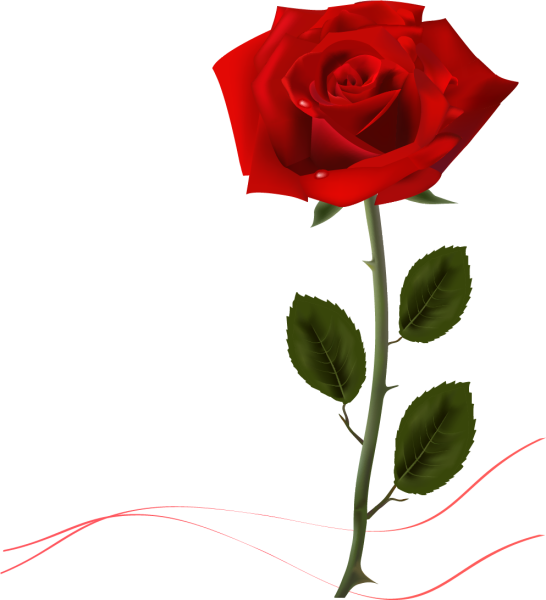 Розы на белом фоне