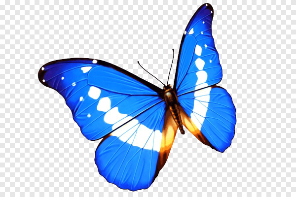 Яркие синие бабочки на белом фоне