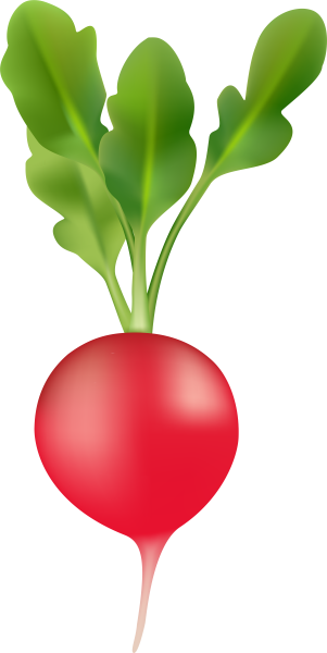 Редис на прозрачном фоне