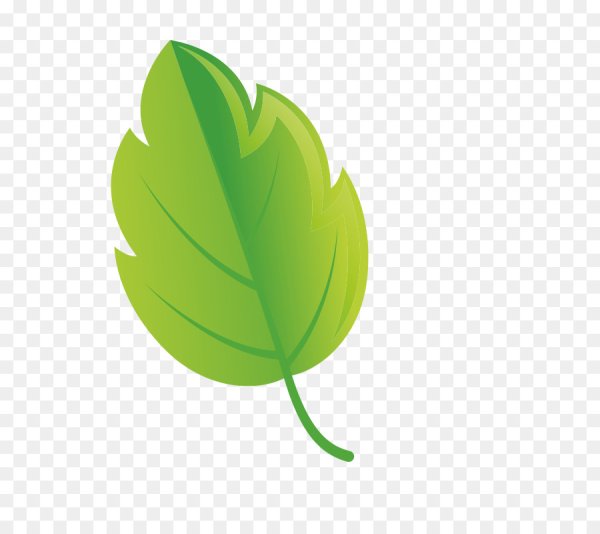 Зеленый лист дерева