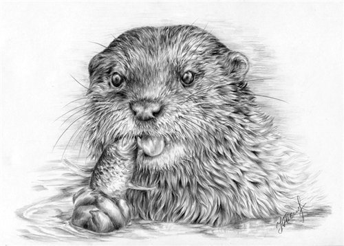 Выдра карандашом