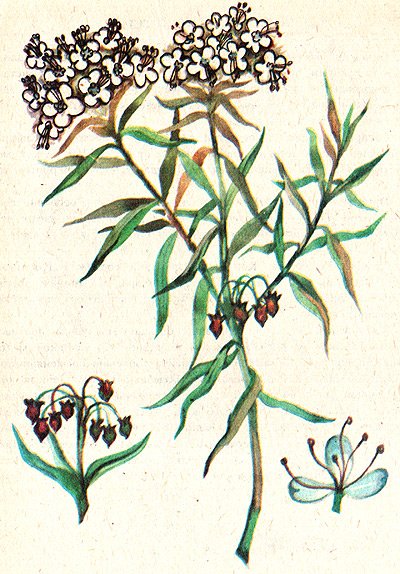 Багульник болотный рис