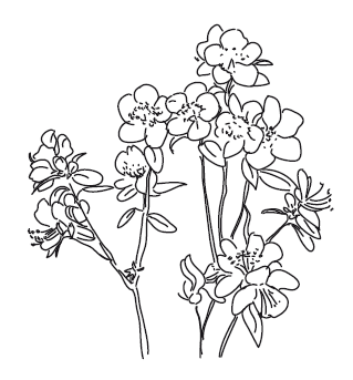 Рододендрон Даурский раскраска