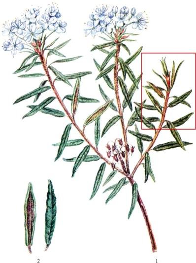 Побеги багульника болотного