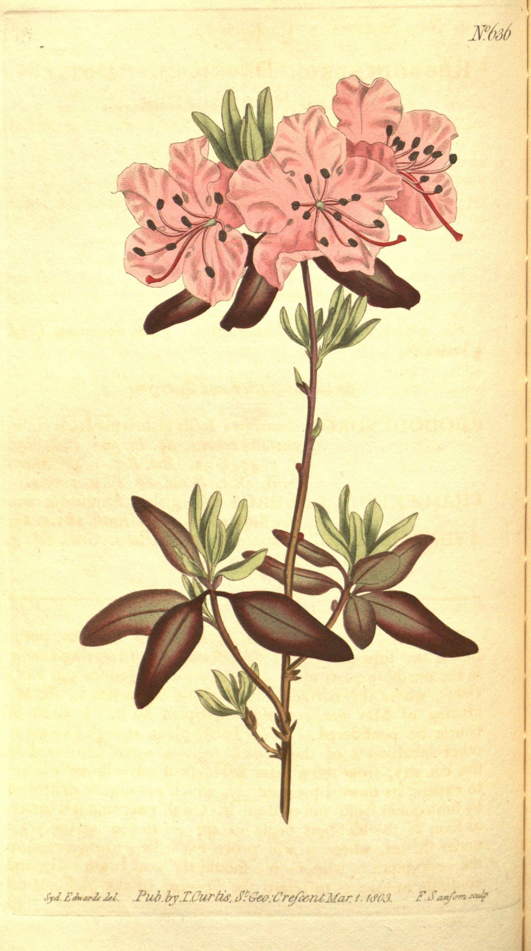 Rhododendron dauricum Botanic
