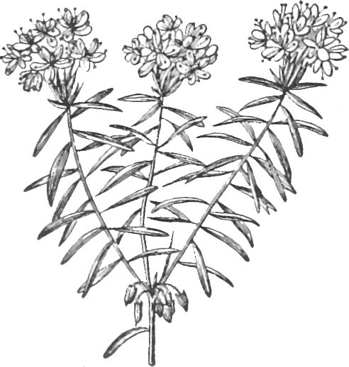 Багульник болотный зарисовка