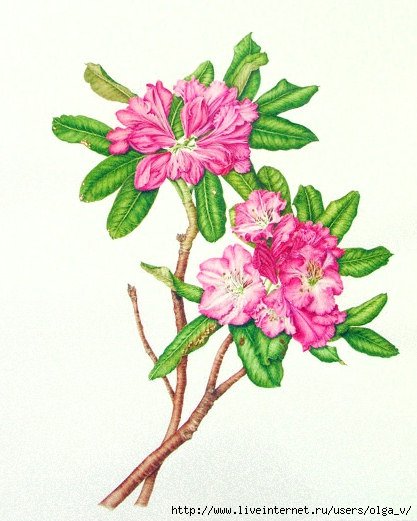 Рододендрон багульник акварель