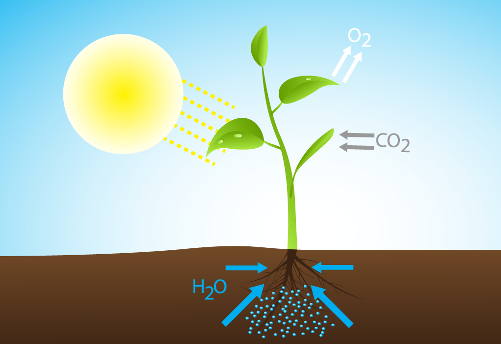Схема фотосинтеза 6 класс. Транспирация и фотосинтез. Фотосинтез и испарение воды. Фотосинтез у растений.