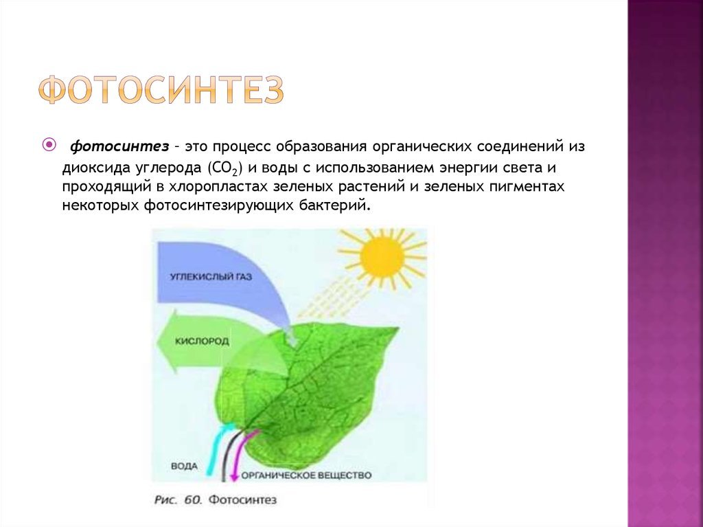 Как происходит процесс фотосинтеза