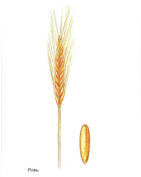 Колосок ржи для детей