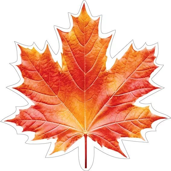 Красный кленовый лист