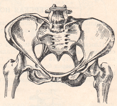 Тазовый пояс кости таза. Линия терминалис таза. Тазовая кость рисунок. Скелет женского таза.