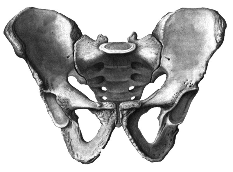 Тазовая кость анатомия человека. Тазовая кость анатомия мужская. Тазовый пояс анатомия. Анатомия строение скелет таза. Тазовый пояс