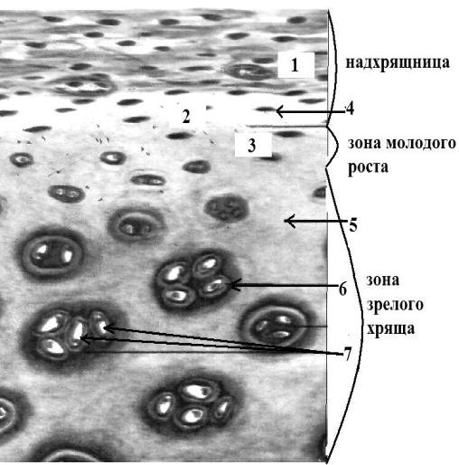 Хрящевая ткань изогенные группы