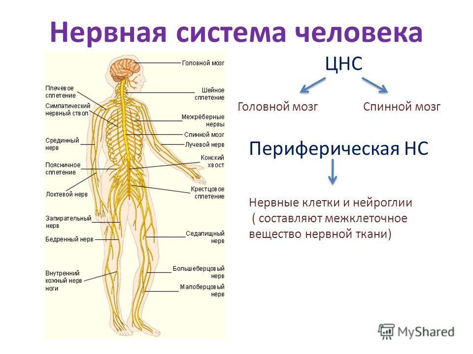 Нервные органы. Общая схема нервной системы человека. Нервная система человека анатомия строение. Нервная система анатомия схема. Нервная система человека схема для детей.