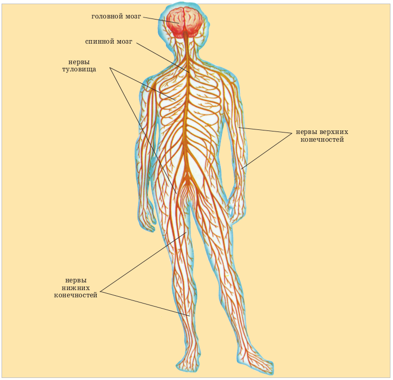Органы входящие в центральную нервную систему. Строение нервной системы человека. Нервная система человека строение рисунок. Нервы строение человека. Нервы человека анатомия схема.