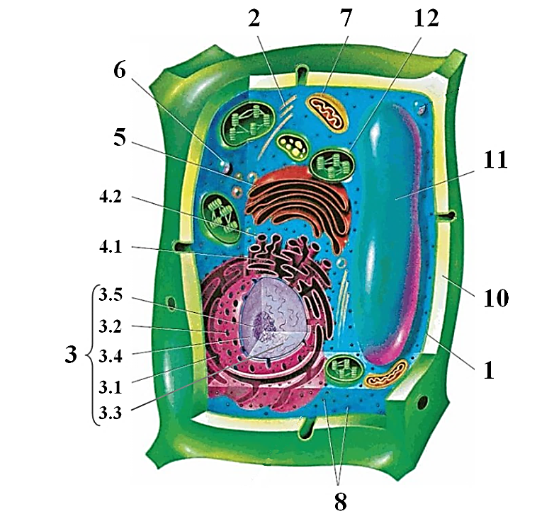 Растительная клетка биология 10 класс. Эукариотическая клетка растительная клетка. Строение клетки растения 11 класс. Схема строения растительной клетки клетки.