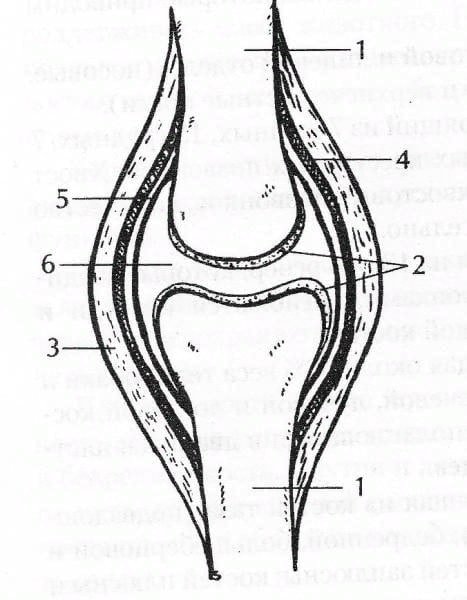 Строение сустава человека