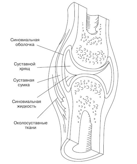 Строение сустава синовиальная сумка