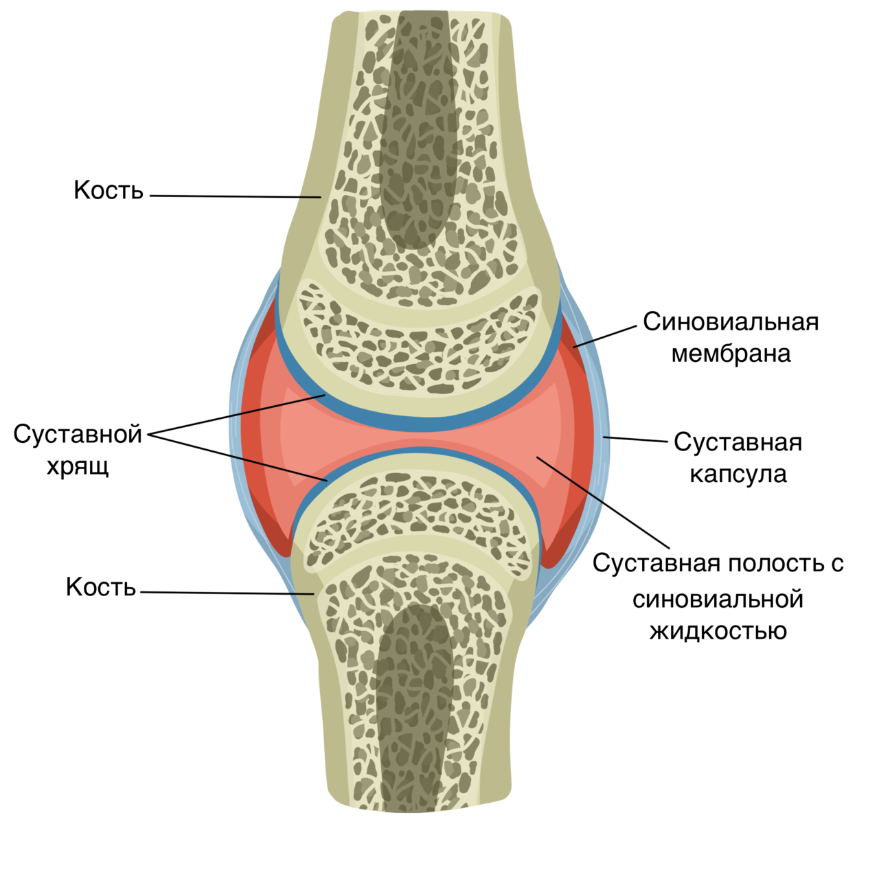 Какие структуры сустава. Строение сустава суставной хрящ. Схематическое строение сустава. Строение костей коленного сустава. Синовиальная мембрана суставной капсулы.