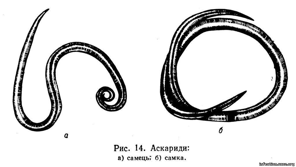 К какому типу животных относят аскариду. Схема внутреннего строения аскариды. Тип кольчатые черви аскарида. Аскарида человеческая самка и самец.